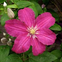 Clematis Remembrance