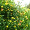 Clematis orient.Red Balloon