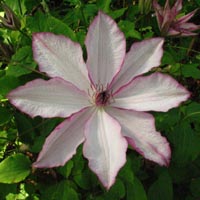 Clematis Omoshiro