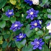 Clematis Beauty of Worcester