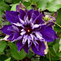 Clematis Shin-Shigyoku