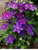 Clematis Julka