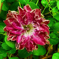 Clematis vit. Mary Habberley