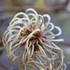 Clematis viorna bot.Art