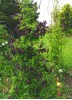 Clematis viticella Romantica