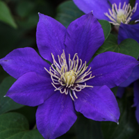 Clematis Olympia Evipo 099