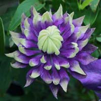 Clematis Taiga (florida Typ)