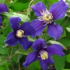 Clematis erist. New Hendersonii