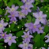 Clematis Justa