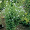 Clematis int.Alba