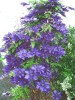 Clematis The President