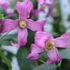 Clematis int. Minea