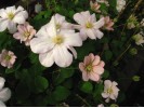 Clematis Jeanes Pink