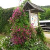 Clematis vit.Abundance