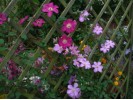 Clematis Remembrance