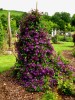 Clematis vit.Etoile Violette