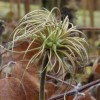 Clematis Flamenco Dancer