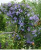 Clematis Perle d`Azur