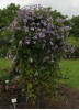 Clematis vit. Emilia Plater