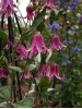 Clematis integrifolia Ember BFCCEMB