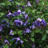 Clematis eriostemon Hendersonii