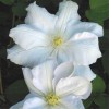 Clematis Madame Le Coultre /M. Boisselot
