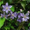 Clematis vit. Vanessa