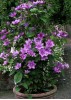 Clematis K�nigskind� Purpur