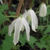 Clematis alpina sibirica alba