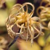 Clematis addisonii