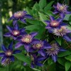 Clematis Multi Blue