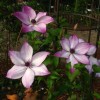 Clematis Fond Memories