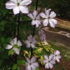 Clematis Consort
