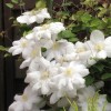 Clematis Madame Le Coultre /M. Boisselot