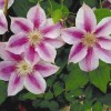 Clematis Klaara