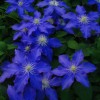 Clematis Lasurstern