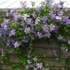 Clematis Prince Charles