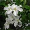 Clematis John Huxtable