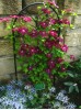 Clematis Rouge Cardinal