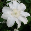Clematis Sylvia Denny 