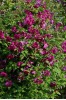 Clematis viticella Abudance