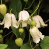 Clematis texensis x viorna Kaiu