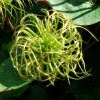 Clematis texensis Maxima