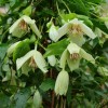 Clematis cirrhosa Isca