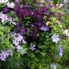 Clematis viticella Etoile Violette