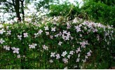 Clematis montana rubens