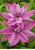 Clematis Harmony