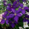 Clematis Jackmanii