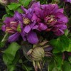 Clematis Flamenco Dancer