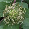 Clematis Henryi